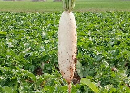 新鮮蔬菜配送:白蘿卜